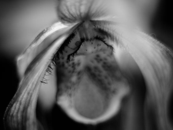 Black and white, lady slipper orchid