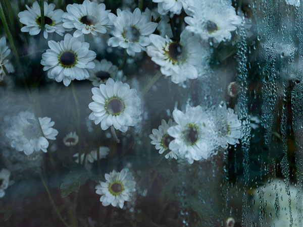 white and blue flowers through glass with condensation